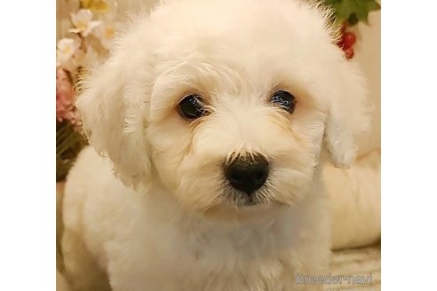 成約済の愛知県のビションフリーゼ-270561の2枚目