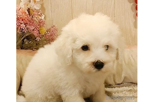 成約済の愛知県のビションフリーゼ-270562の3枚目