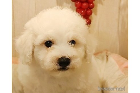 成約済の愛知県のビションフリーゼ-270562の2枚目