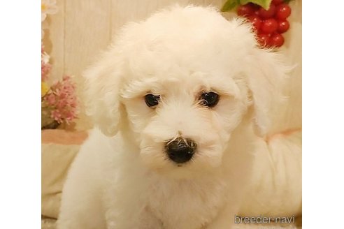 成約済の愛知県のビションフリーゼ-270564の4枚目
