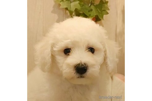 成約済の愛知県のビションフリーゼ-270564の2枚目