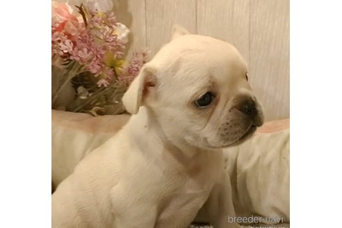 成約済の愛知県のフレンチブルドッグ-270566の5枚目