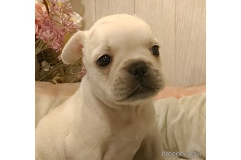 成約済の愛知県のフレンチブルドッグ-270566の2枚目