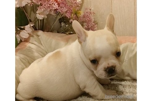 成約済の愛知県のフレンチブルドッグ-270569の5枚目