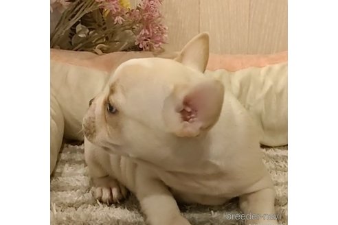 成約済の愛知県のフレンチブルドッグ-270569の4枚目