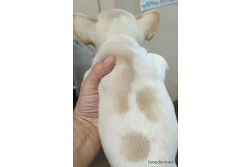 成約済の愛知県のフレンチブルドッグ-270569の2枚目