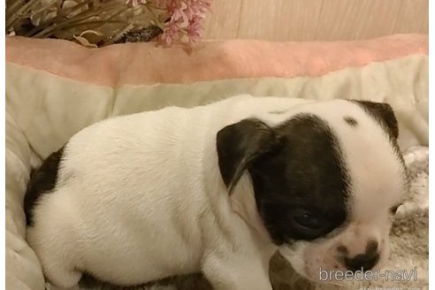 成約済の愛知県のフレンチブルドッグ-270574の3枚目