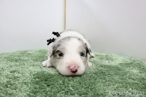 成約済の群馬県のボーダーコリー-270585の4枚目