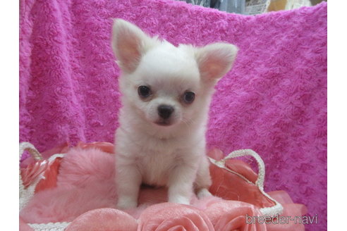 成約済の京都府のチワワ(ロングコート)-256536の1枚目