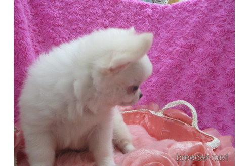 成約済の京都府のチワワ(ロングコート)-256536の3枚目