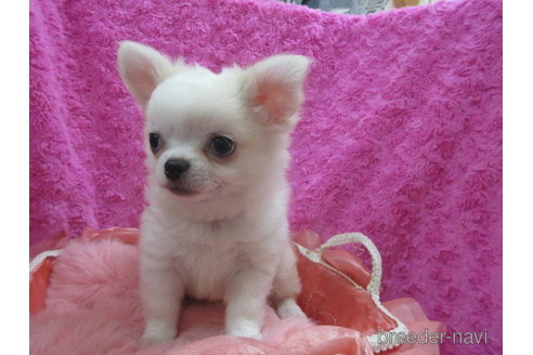 成約済の京都府のチワワ(ロングコート)-256536の2枚目