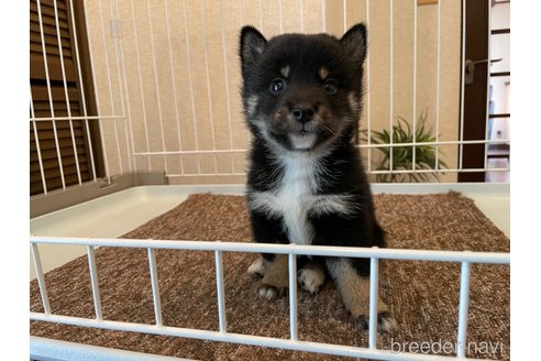 成約済の兵庫県の豆柴-270635の3枚目