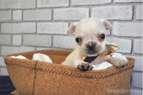 成約済の熊本県のフレンチブルドッグ-270659の8枚目