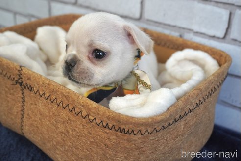 成約済の熊本県のフレンチブルドッグ-270659の2枚目