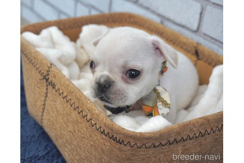 成約済の熊本県のフレンチブルドッグ-270659の4枚目