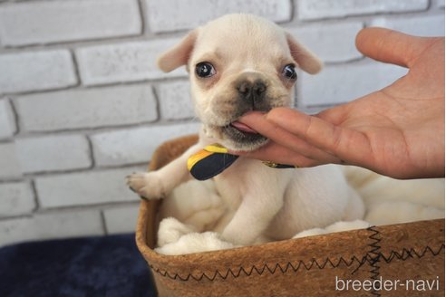 成約済の熊本県のフレンチブルドッグ-270659の5枚目