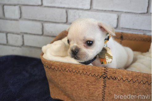 成約済の熊本県のフレンチブルドッグ-270659の7枚目