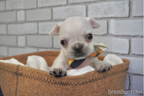 成約済の熊本県のフレンチブルドッグ-270659の3枚目