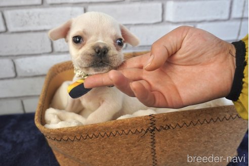 成約済の熊本県のフレンチブルドッグ-270659の6枚目