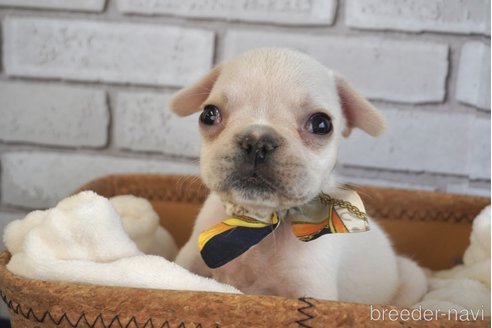 成約済の熊本県のフレンチブルドッグ-270659の1枚目