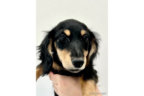 成約済の埼玉県のミニチュアダックスフンド(ロングヘアード)-250787の3枚目