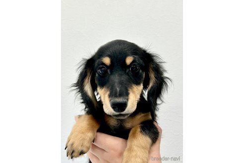 成約済の埼玉県のミニチュアダックスフンド(ロングヘアード)-250787の2枚目