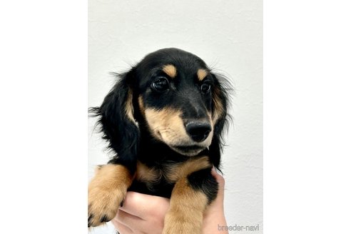 成約済の埼玉県のミニチュアダックスフンド(ロングヘアード)-250787