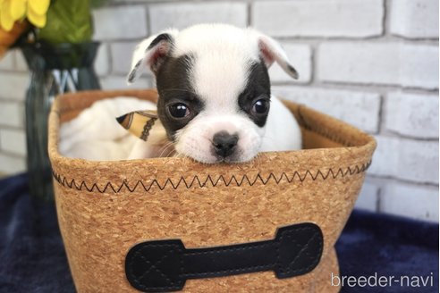 成約済の熊本県のフレンチブルドッグ-270664の7枚目