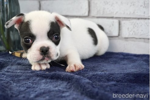 成約済の熊本県のフレンチブルドッグ-270664の8枚目