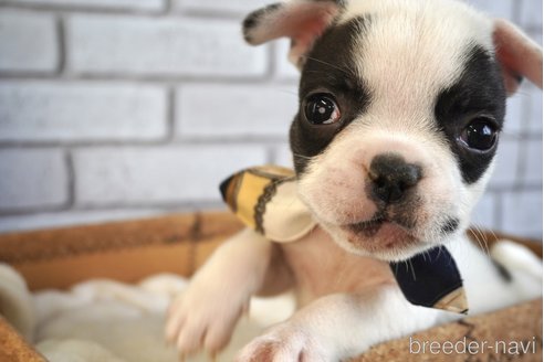 成約済の熊本県のフレンチブルドッグ-270664の2枚目