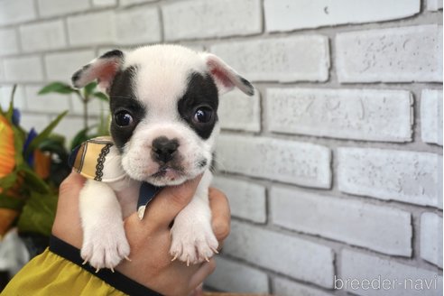 成約済の熊本県のフレンチブルドッグ-270664の1枚目