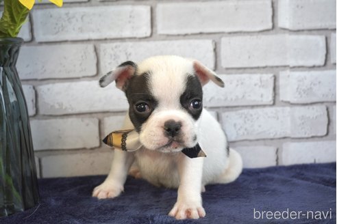 成約済の熊本県のフレンチブルドッグ-270664の3枚目