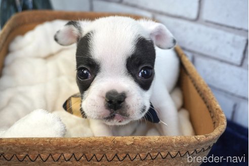 成約済の熊本県のフレンチブルドッグ-270664の5枚目