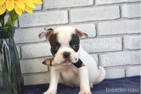 成約済の熊本県のフレンチブルドッグ-270664の6枚目