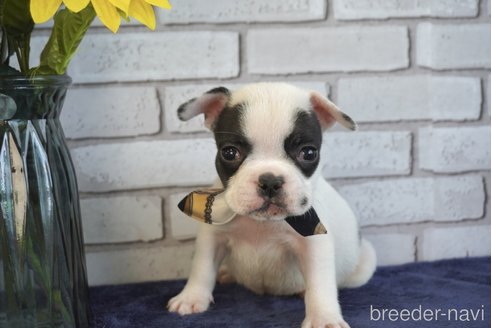 成約済の熊本県のフレンチブルドッグ-270664の4枚目
