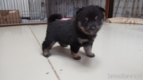 成約済の秋田県の柴犬-270666の1枚目