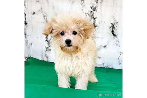 成約済の茨城県のミックス犬-261643の48枚目
