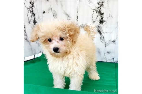 成約済の茨城県のミックス犬-261643の49枚目