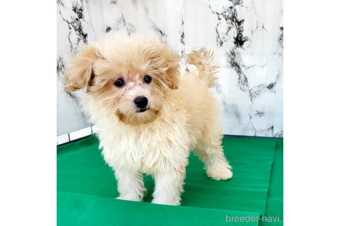 成約済の茨城県のミックス犬-261643の50枚目