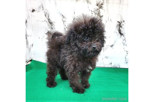 成約済の茨城県のミックス犬-261641の58枚目