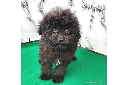 成約済の茨城県のミックス犬-261641の57枚目