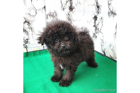 成約済の茨城県のミックス犬-261641の56枚目