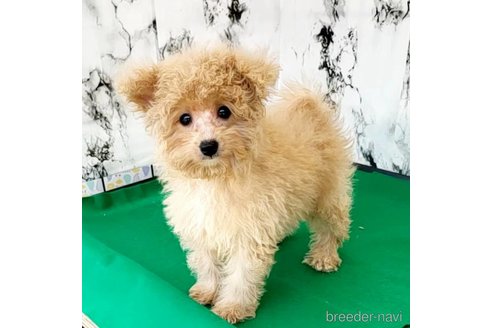 成約済の茨城県のミックス犬-261638の35枚目
