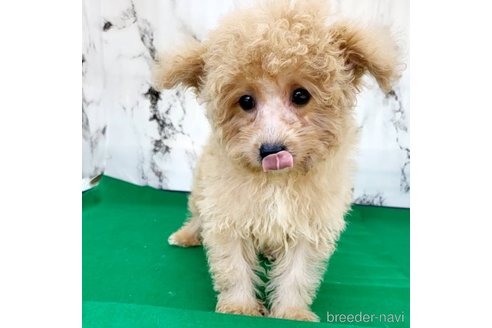 成約済の茨城県のミックス犬-261638の33枚目