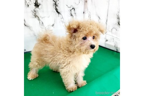 成約済の茨城県のミックス犬-261638の34枚目