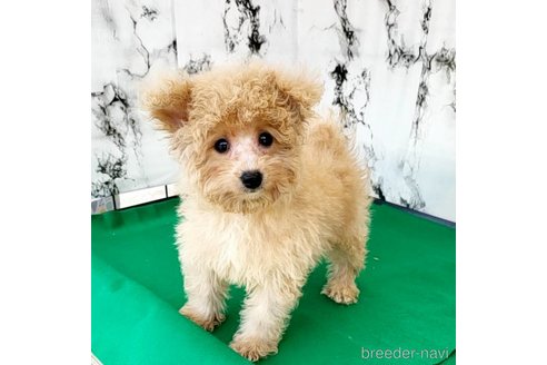 成約済の茨城県のミックス犬-261638の32枚目