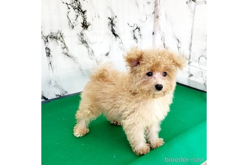 成約済の茨城県のミックス犬-261638の31枚目