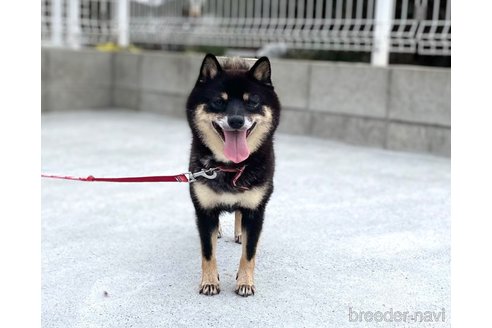 瑠璃ちゃん1枚目