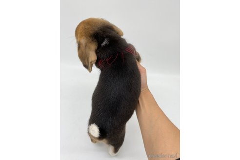 成約済の愛知県のビーグル-269839の5枚目