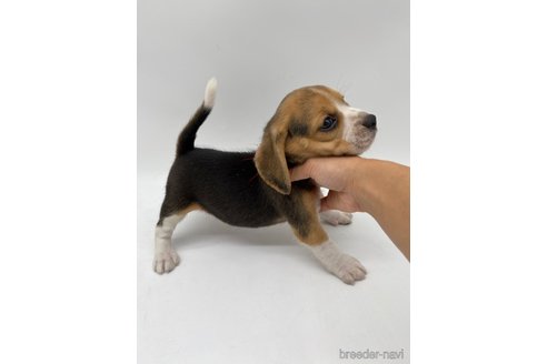 成約済の愛知県のビーグル-269839の6枚目